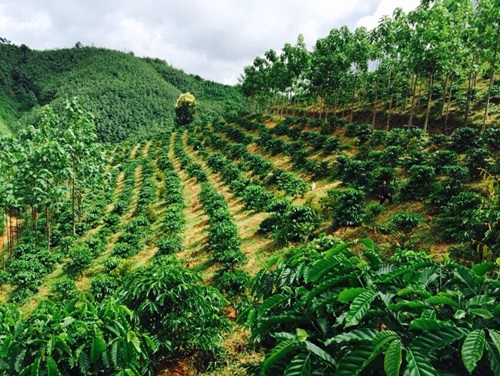 Dự án trồng xen canh cây cà phê